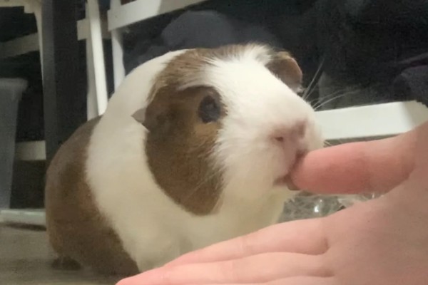 荷兰猪一直吃会不会撑死,不会出现被撑死的情况