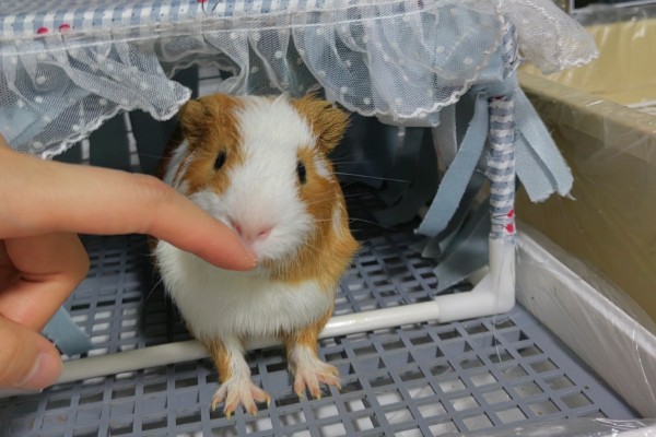 荷兰猪一直吃会不会撑死,不会出现被撑死的情况