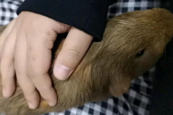 荷兰猪一直吃会不会撑死,不会出现被撑死的情况