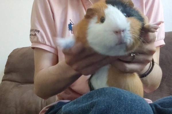 荷兰猪一直吃会不会撑死,不会出现被撑死的情况