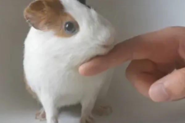 荷兰猪一直吃会不会撑死,不会出现被撑死的情况