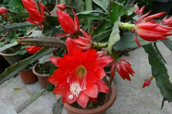 令箭荷花如何修剪，开花最好进行适当的修剪