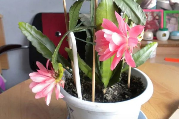 令箭荷花如何修剪，开花最好进行适当的修剪