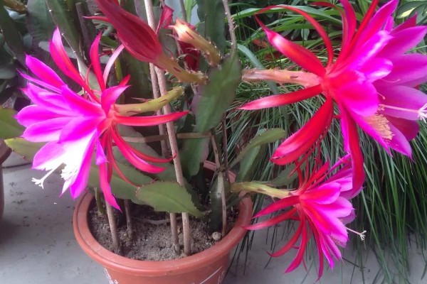 令箭荷花如何修剪，开花最好进行适当的修剪