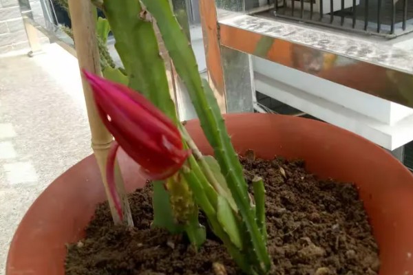 令箭荷花如何修剪，开花最好进行适当的修剪