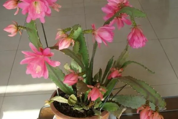 令箭荷花如何修剪，开花最好进行适当的修剪