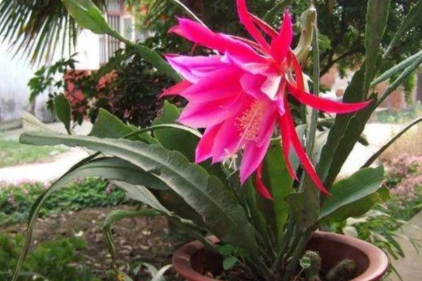 令箭荷花如何修剪，开花最好进行适当的修剪