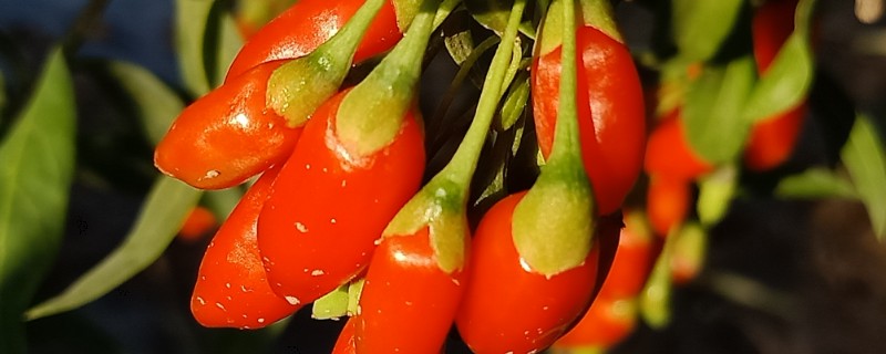 枸杞的价值,嫩叶可作蔬菜