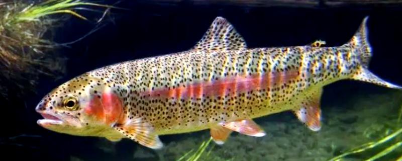 虹鳟鱼可以生吃吗，有很多的寄生虫不建议生吃