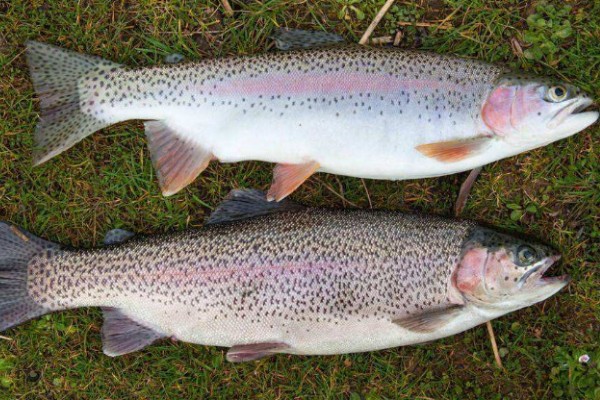 虹鳟鱼可以生吃吗，有很多的寄生虫不建议生吃