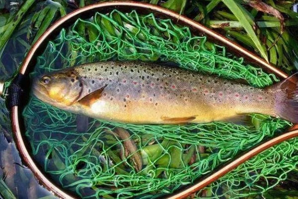 虹鳟鱼可以生吃吗，有很多的寄生虫不建议生吃