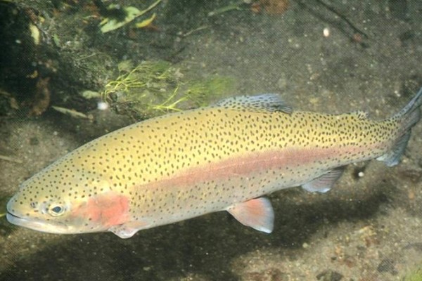 虹鳟鱼可以生吃吗，有很多的寄生虫不建议生吃