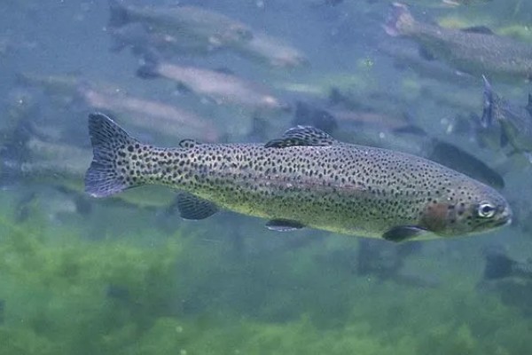 虹鳟鱼可以生吃吗，有很多的寄生虫不建议生吃
