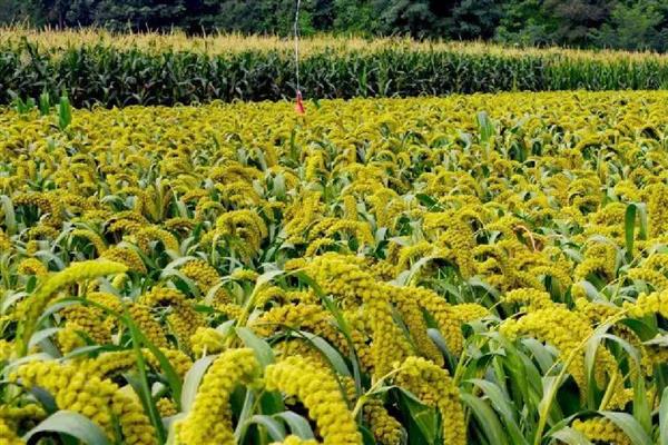 农民为什么不种植小米，种植难度较高