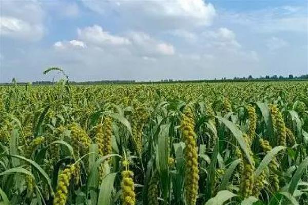 农民为什么不种植小米，种植难度较高