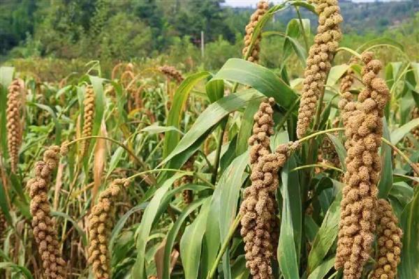 农民为什么不种植小米，种植难度较高