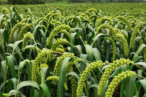 农民为什么不种植小米，种植难度较高