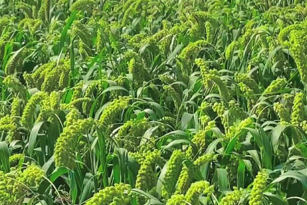 农民为什么不种植小米，种植难度较高