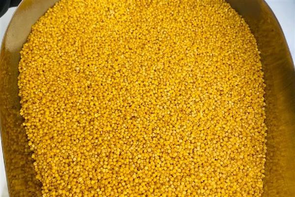 农民为什么不种植小米，种植难度较高