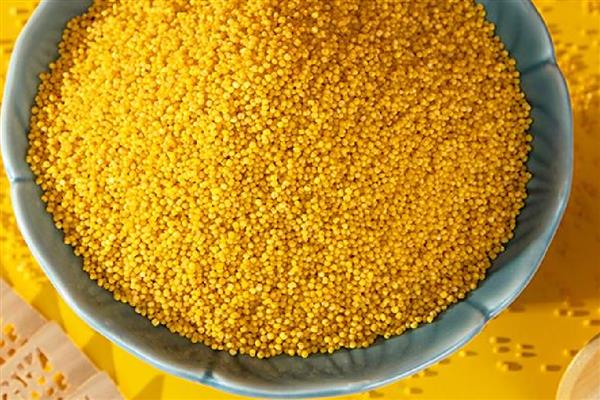 农民为什么不种植小米，种植难度较高