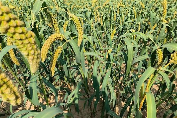 农民为什么不种植小米，种植难度较高