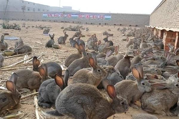 野兔的养殖基地哪里有，陕西省主要在汉中市等地方