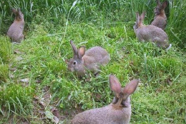 野兔的养殖基地哪里有，陕西省主要在汉中市等地方