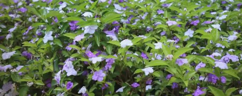 鸳鸯茉莉什么时候修剪，在每年春季的2-3月份