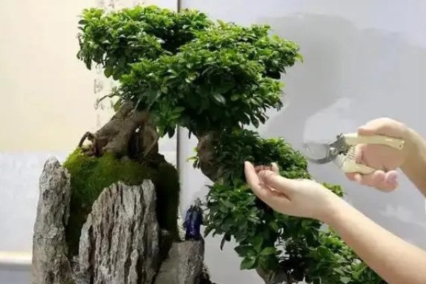 榕树的盆景制作方法，插树以深3寸左右为宜