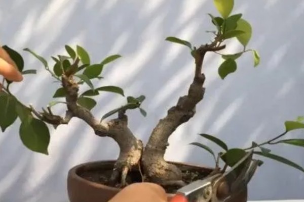 榕树的盆景制作方法，插树以深3寸左右为宜