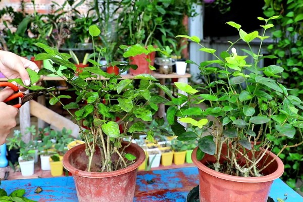 鸳鸯茉莉什么时候修剪，在每年春季的2-3月份