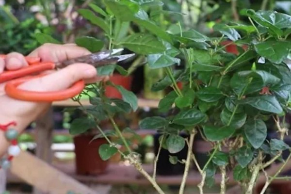 鸳鸯茉莉什么时候修剪，在每年春季的2-3月份