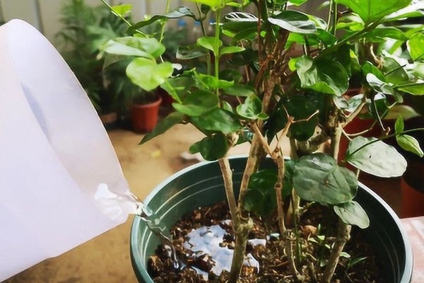 鸳鸯茉莉什么时候修剪，在每年春季的2-3月份