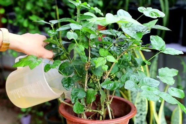 鸳鸯茉莉什么时候修剪，在每年春季的2-3月份