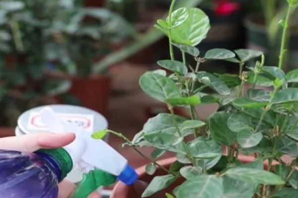 鸳鸯茉莉什么时候修剪，在每年春季的2-3月份