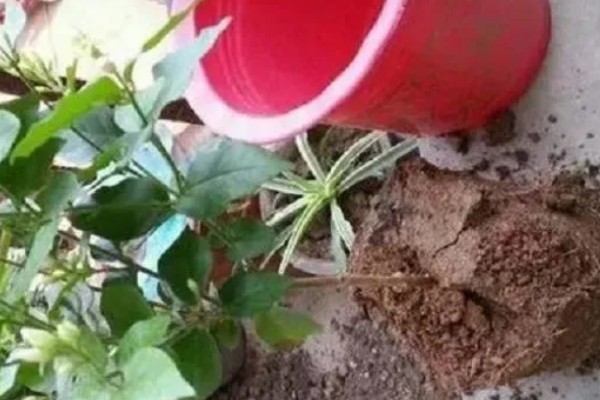 鸳鸯茉莉什么时候修剪，在每年春季的2-3月份