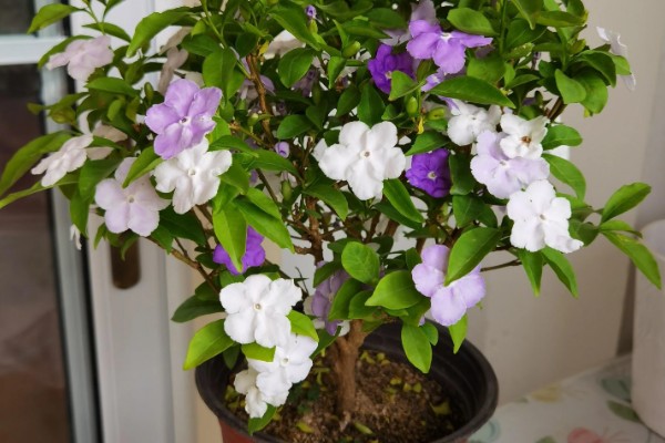 鸳鸯茉莉什么时候修剪，在每年春季的2-3月份