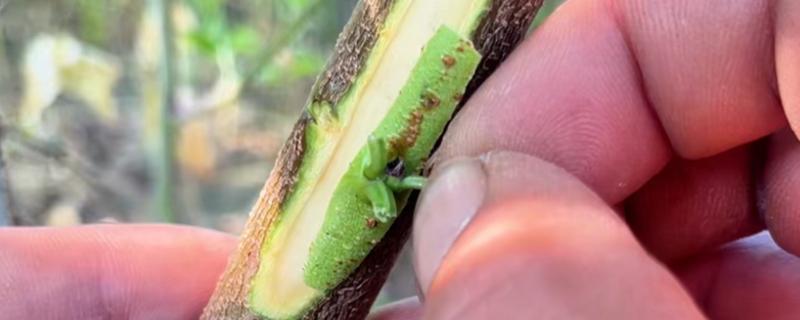 芽接的方法，选择健壮枝条作为接穗