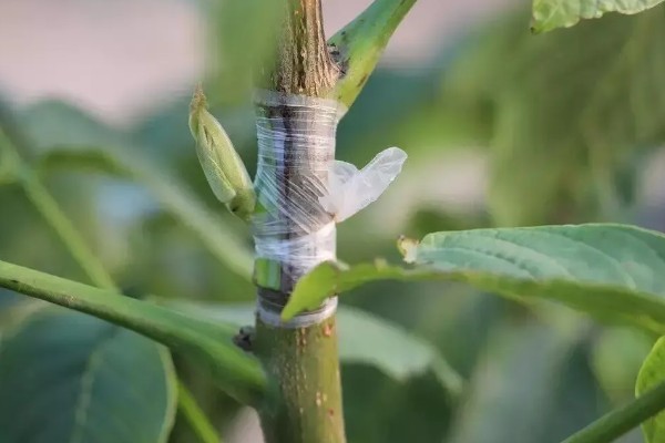 芽接的方法，选择健壮枝条作为接穗