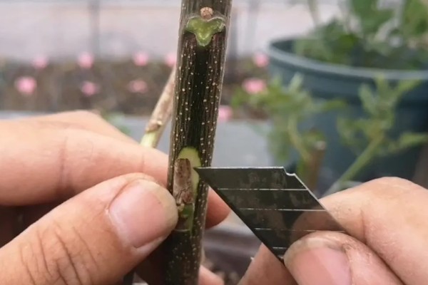 芽接的方法，选择健壮枝条作为接穗