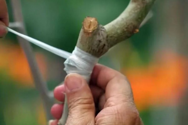 芽接的方法，选择健壮枝条作为接穗