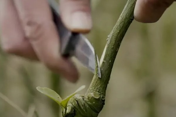 芽接的方法，选择健壮枝条作为接穗