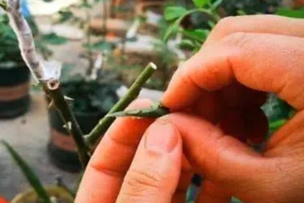 芽接的方法，选择健壮枝条作为接穗