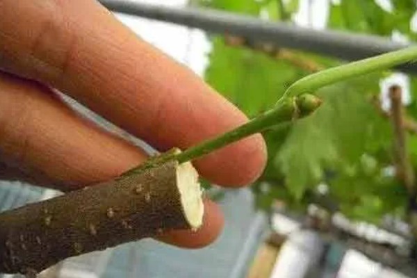 芽接的方法，选择健壮枝条作为接穗