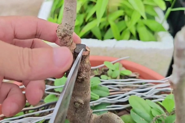 芽接的方法，选择健壮枝条作为接穗