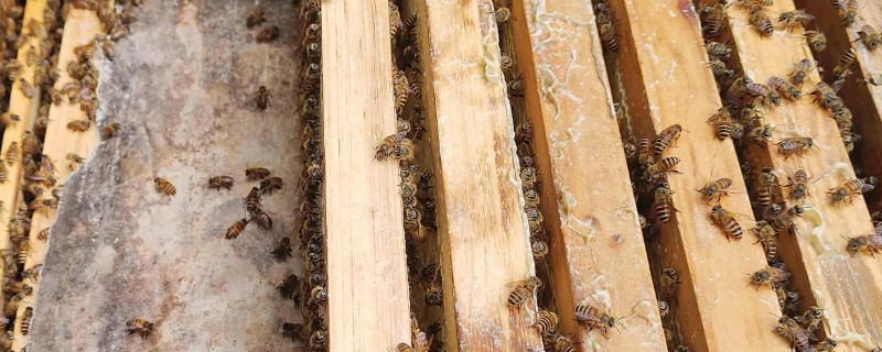 蜜蜂怎么春繁，抖蜂紧脾是主要工作