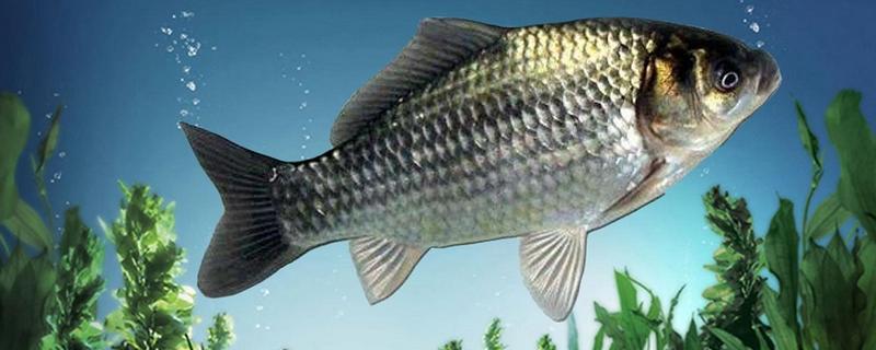 公母鲫鱼怎么区分，体型、头部、鱼鳞等方面都不同