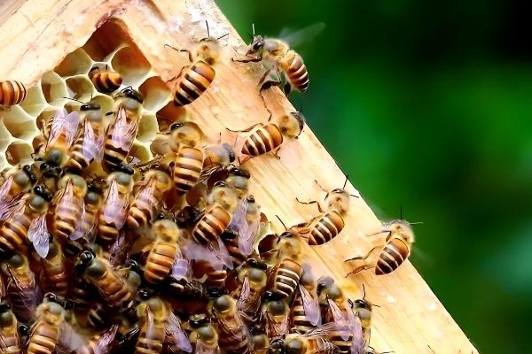 蜜蜂怎么春繁，抖蜂紧脾是主要工作