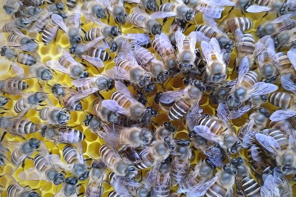 蜜蜂怎么春繁，抖蜂紧脾是主要工作