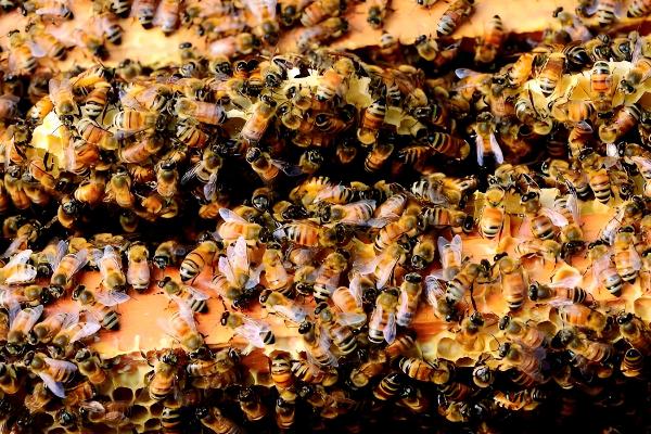 蜜蜂怎么春繁，抖蜂紧脾是主要工作